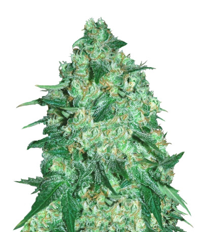 Jekyll Passion fem (Samsara Seeds) семена конопли