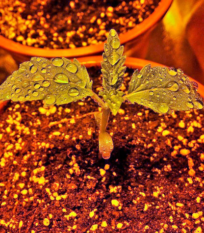 Jock Horror fem (Nirvana Seeds) семена конопли