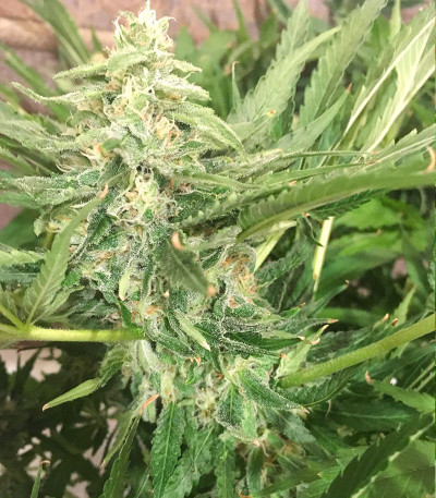 Kabul Express fem (Kalashnikov Seeds) семена конопли