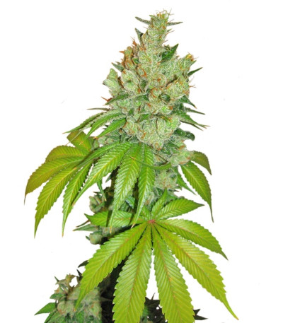 Kushberry fem (DNA Genetics) семена конопли