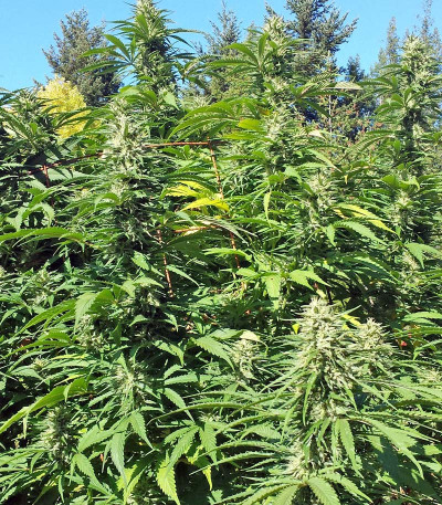 Lemon Kush Headband fem семена конопли