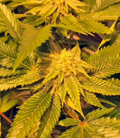 Mango Sapphire fem семена конопли