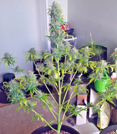 Northern Lights Automatic fem каннабис Nirvana Seeds