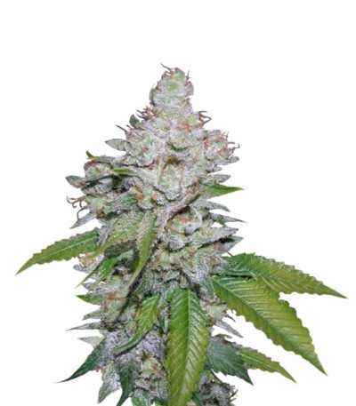 White Berry fem (VIP Seeds) семена конопли