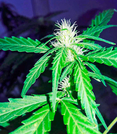 White Widow fem (00 Seeds) семена конопли