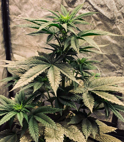 Gorilla Cookies FF fem (FastBuds) семена конопли