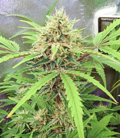AK Kush Express (Kalashnikov Seeds) семена конопли