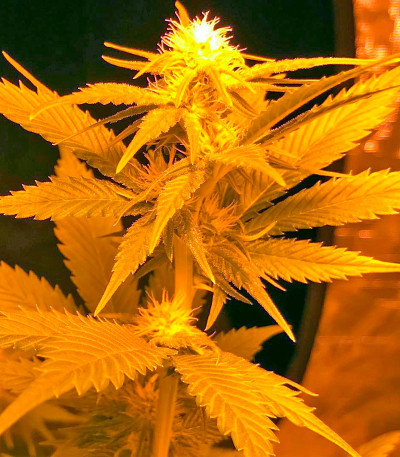 Семена конопли Amnesia Kush