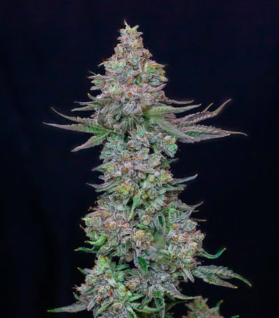 Animorph Mints fem (Compound Genetics) семена конопли