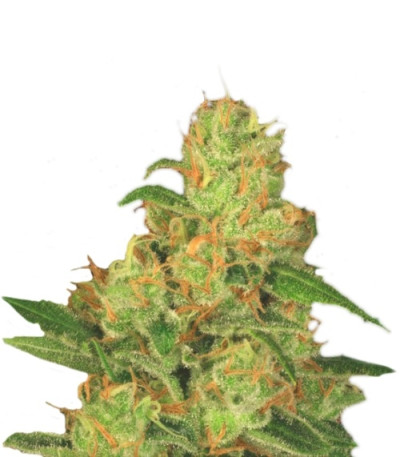 Auto Acid fem (Paradise Seeds) семена конопли