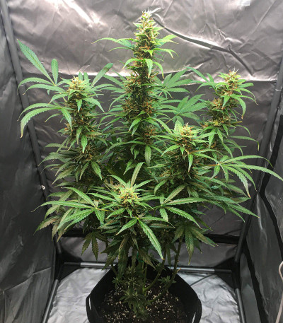 Auto Banana Blaze (Dutch Passion) семена конопли