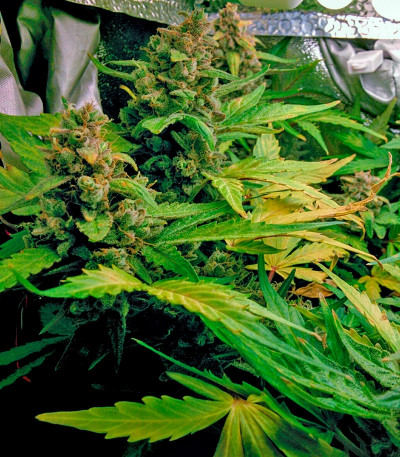 Blue Mystic Automatic (Blueberry Auto) fem (Nirvana Seeds) семена конопли