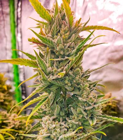 Banana Jealousy Auto RF3 fem (Ethos Genetics) семена конопли