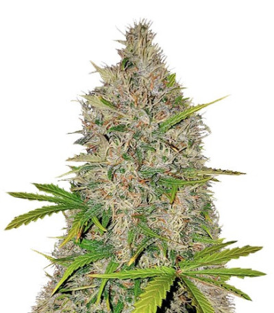 Berries & Cheese fem (Sumo Seeds) семена конопли