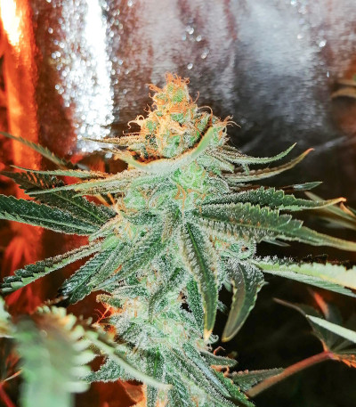Big Bud Auto fem (Herbies Seeds) семена конопли