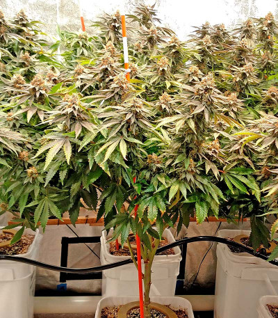 Black D.O.G. fem семена конопли