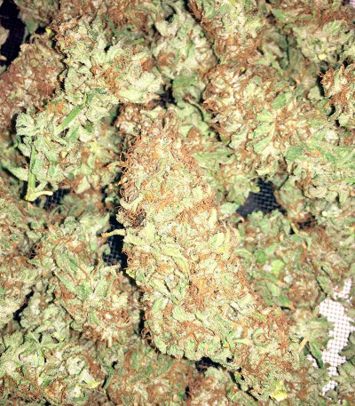 Bubblelicious reg (Nirvana Seeds) семена конопли