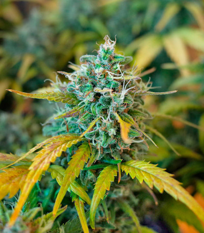 CBD Apple Betty Auto fem (Herbies Seeds) семена конопли