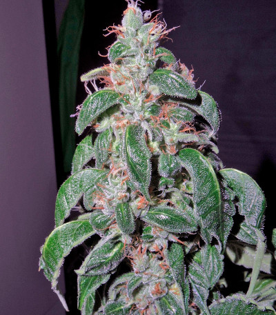 Cookies Kush fem семена конопли