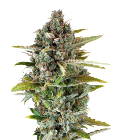 Critical Cheese fem (Dinafem Seeds) семена конопли
