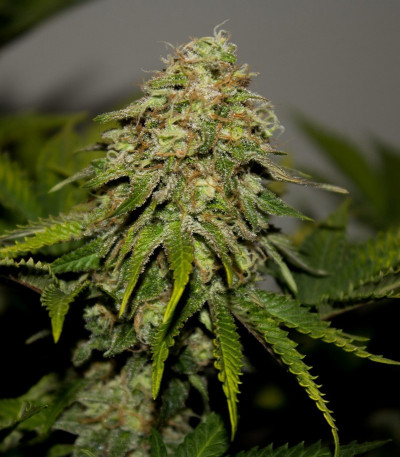 Critical fem (Royal Queen Seeds) семена конопли