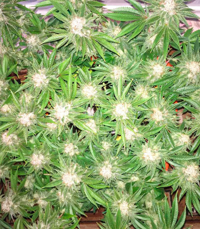 DO-SI-DOS fem (Cali Buds Seeds) семена конопли