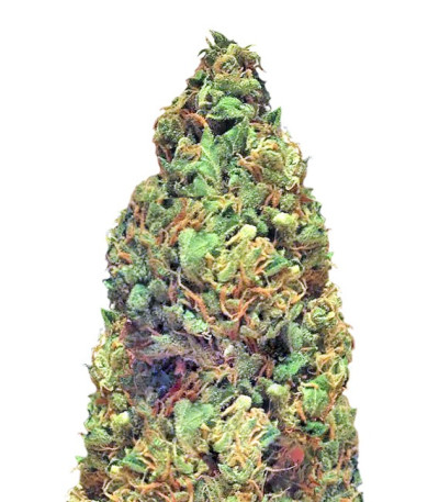 Deep Purple Haze Auto fem (Sumo Seeds) семена конопли