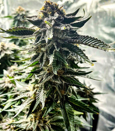 Girl Scout Cookies fem семена конопли