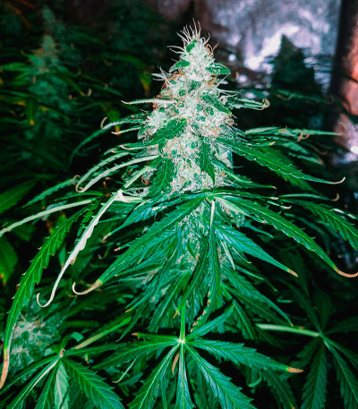 LSD Auto fem (Barney's Farm) семена конопли