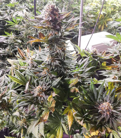 Power Russian (Kalashnikov Seeds) семена конопли