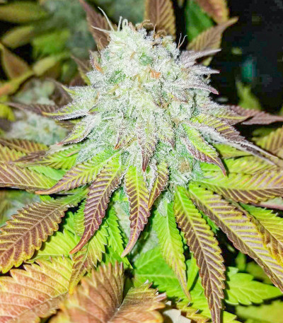 Purple Punch fem (Barney's Farm) семена конопли