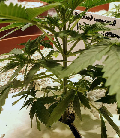 Russian Gold fem (Anaconda Seeds) семена конопли