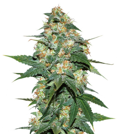 Skunk 47 fem (World of Seeds) семена конопли