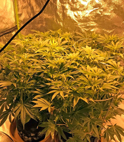 Big Bud (Snow White) reg (Nirvana Seeds) семена конопли