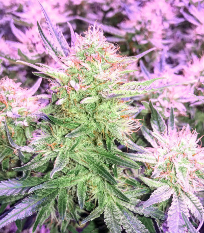 Sugar Bomb Punch fem (Dutch Passion) семена конопли