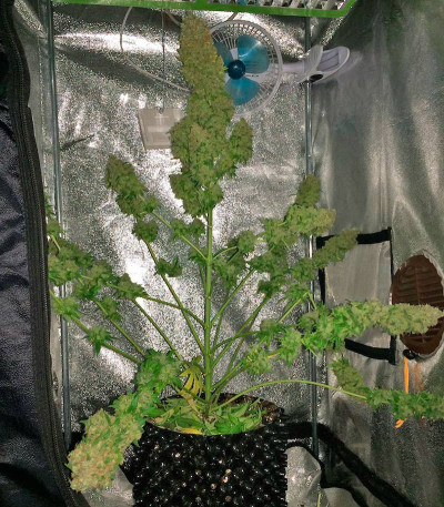 Super Silver fem (Dinafem Seeds) семена конопли