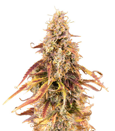 Apricot Auto fem (FastBuds) семена конопли