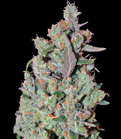 CBD Critical Cure fem семена конопли