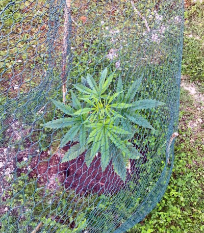 Indigo Berry Kush fem (Sweet Seeds) семена конопли