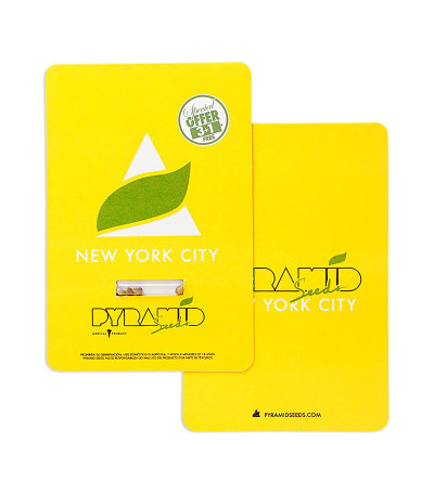 New York City fem (Pyramid Seeds) семена конопли