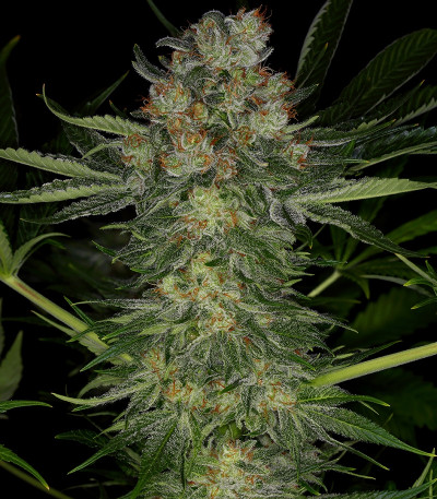 Serious Kush fem (Serious Seeds) семена конопли