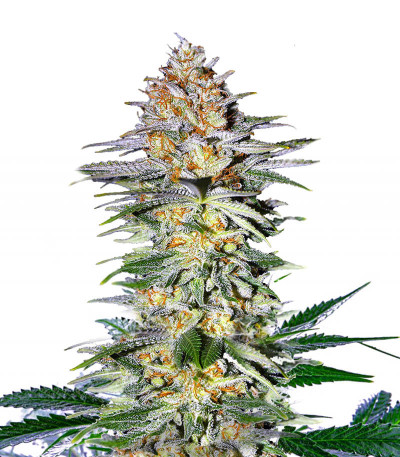 Alpha 21 fem (AlphaFem Seeds) семена конопли