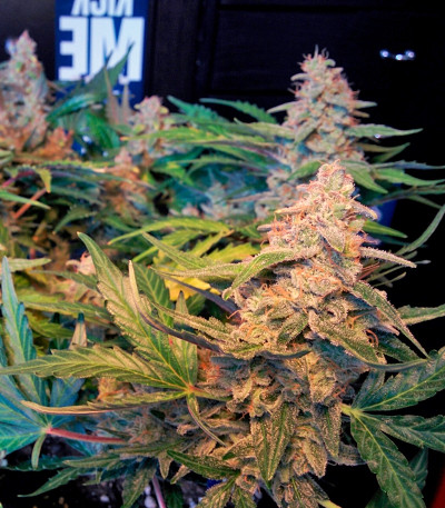 Blue Mystic Automatic (Blueberry Auto) fem (Nirvana Seeds) семена конопли