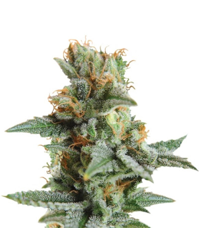 Blueberry Kush Automatic fem (Nirvana Seeds) семена конопли
