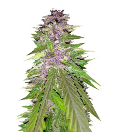 Bubba Gum Auto fem (Dr. Krippling Seeds) семена конопли
