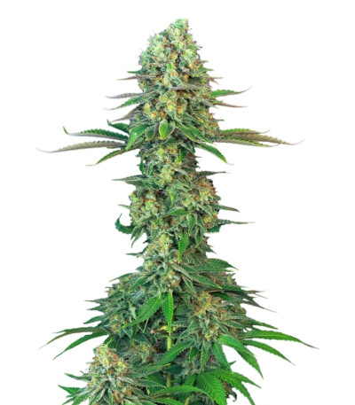 Original Bubblegum fem (TH Seeds) семена конопли