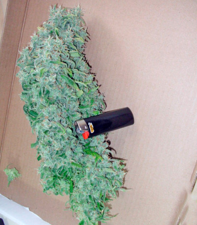 Chronic Haze fem (World of Seeds) семена конопли