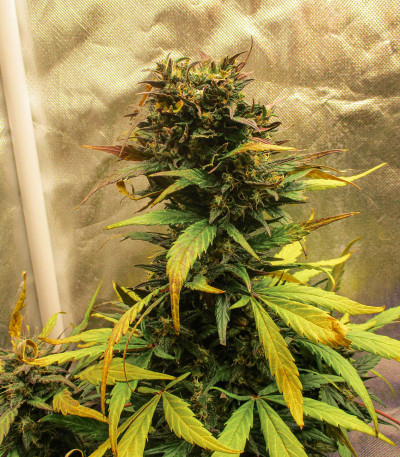 Fastberry auto fem семена конопли