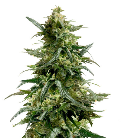 Gary Payton fem (Barney's Farm) семена конопли