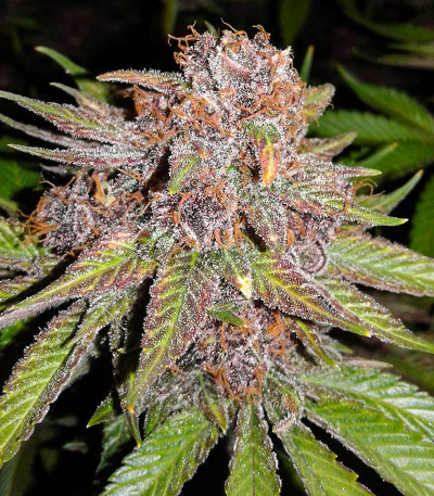 Glue Cookies fem (AlphaFem Seeds) семена конопли